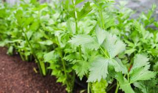 芹菜怎么种植方法 芹菜的种植方法